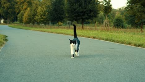 Gato-Blanco-Y-Negro-Corriendo-A-Cámara-Lenta-Por-Una-Acera-En-Un-Soleado-Parque-De-Verano