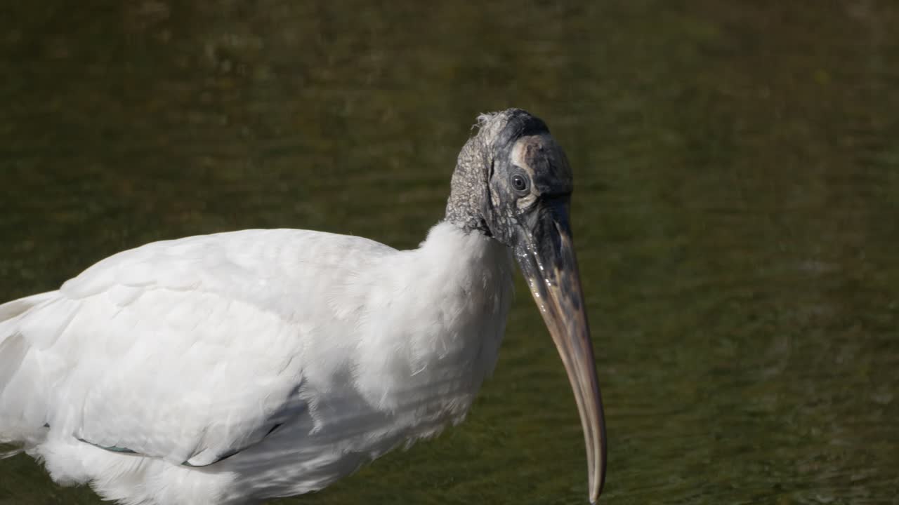 Wood stork wading through water
