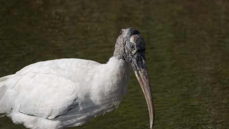 wood stork wading through water