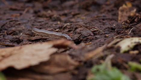 wide shot of millipede crawling on brown leaves on forest floor