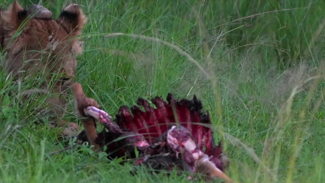 Leona devorando carne de antílope en la hierba. Primer plano en cámara lenta.