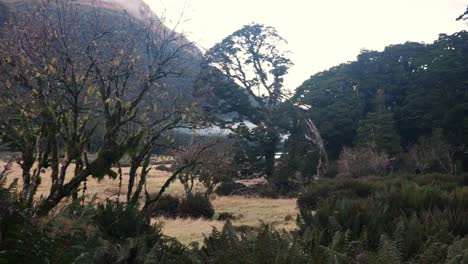 árboles-En-El-Valle-Del-Prado-De-Pastizales