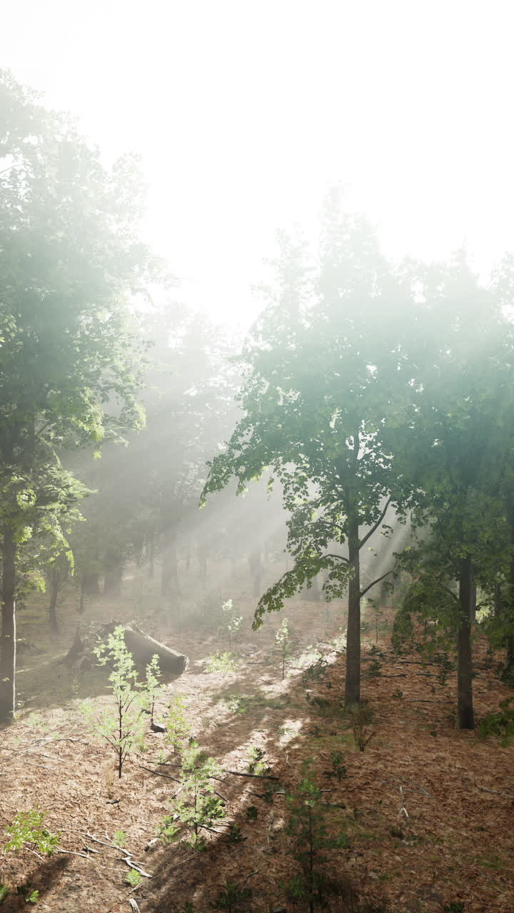 숲 속 의 안개 를 통해 빛나는 빛