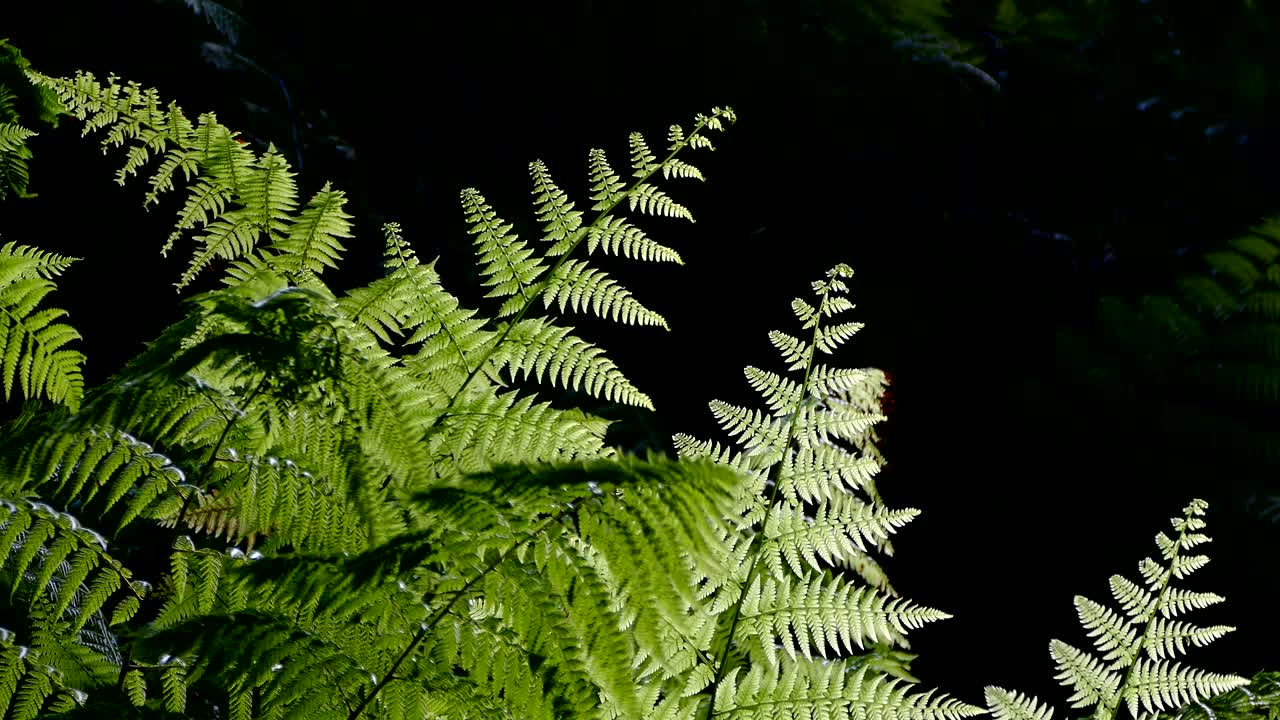 helechos de primer plano con fondo oscuro.