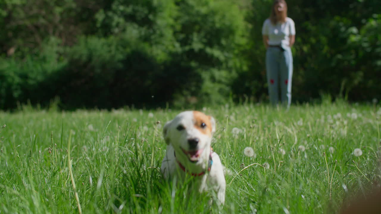 Donna e cane che giocano in un parco