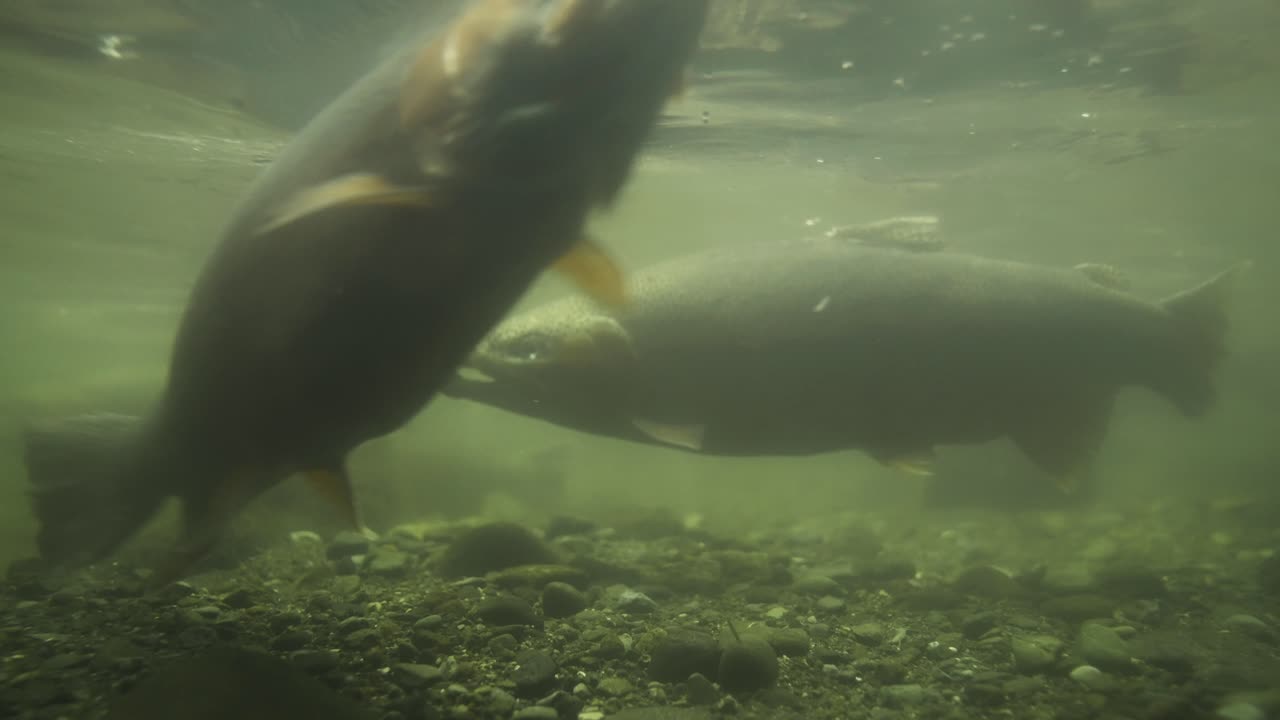 pez trucha arcoiris adulto flotando en una corriente de agua dulce que fluye, bajo el agua