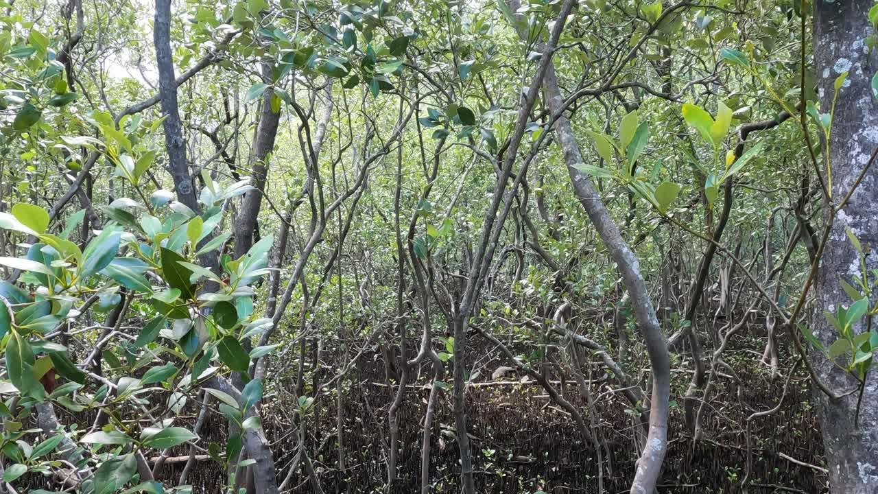 그로브 나무 들 을 가로질러 조용 한 여행