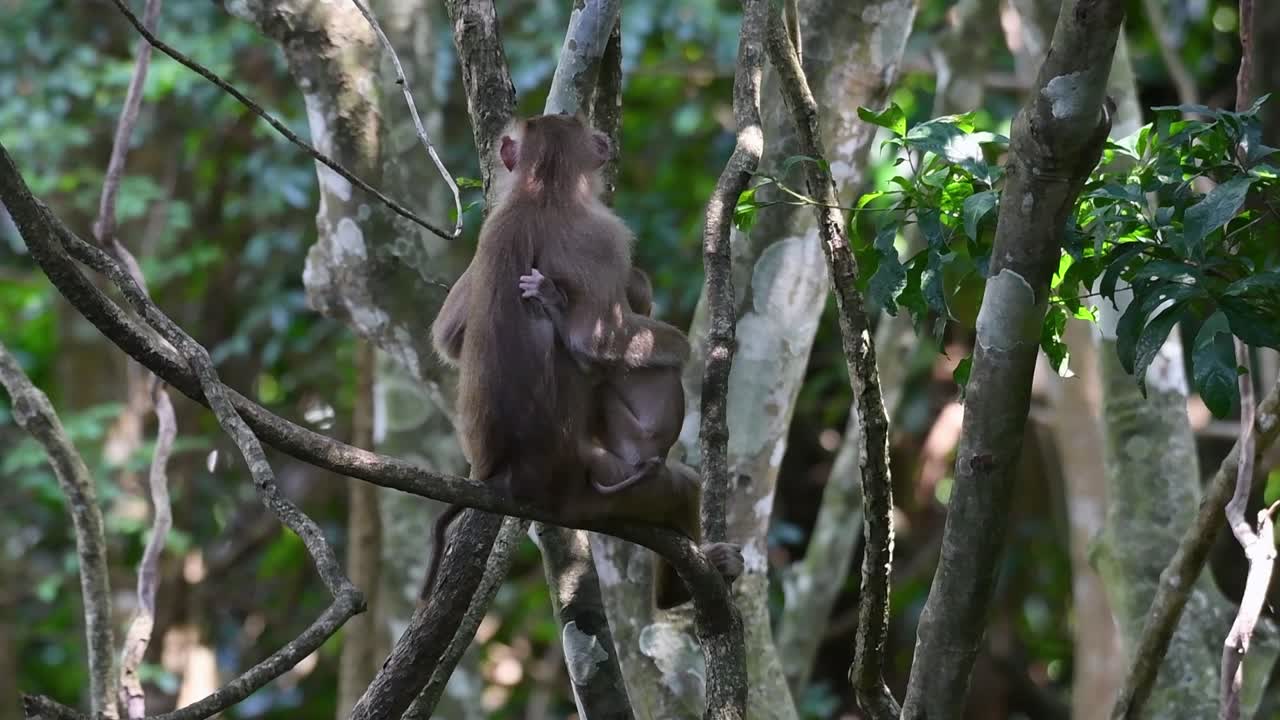 el macaco de cola de cerdo del norte es un primate que se encuentra comúnmente en el parque nacional de khao yai, aunque es una especie vulnerable