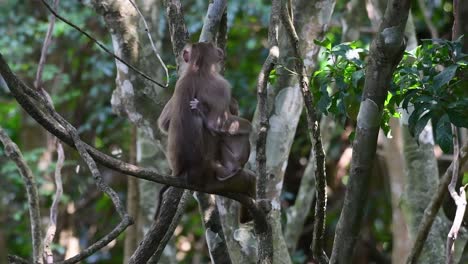 Der-Nördliche-Schweinsschwanzmakake-Ist-Ein-Primat,-Der-Häufig-Im-Khao-Yai-Nationalpark-Vorkommt,-Obwohl-Er-Eine-Gefährdete-Art-Ist