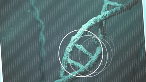 animación de círculos blancos sobre el giro de la cadena de adn