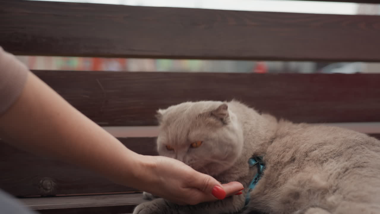 Grey Cat On Bench With Two Caucasian Women Offering Small Ball, Interactive Play And Gentle Training, Hands Presenting Toy Near Collar, Outdoor Park Setting, Calm Attentive Cat Responding, Friendly