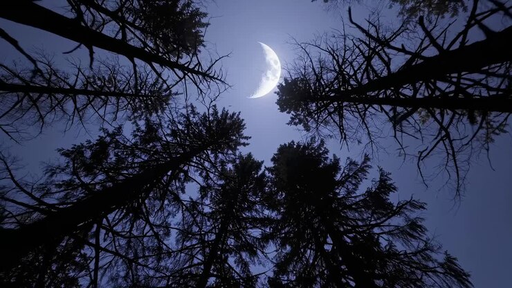 Una serena scena notturna con una luna crescente incorniciata da alberi alti. L'angolazione della camera rivolta verso l'alto aggiunge profondità