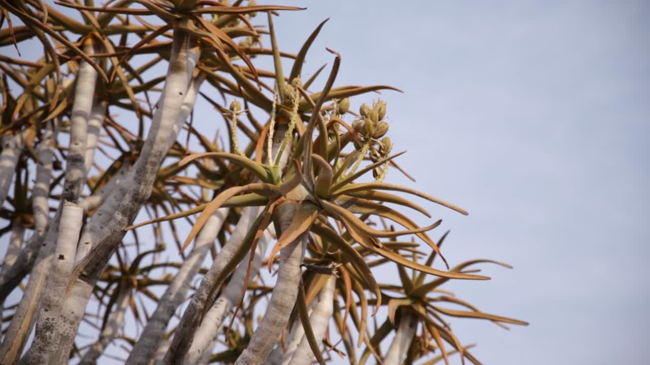 la copa y las hojas de un árbol de quiver con plántulas en namibia contra un cielo azul
