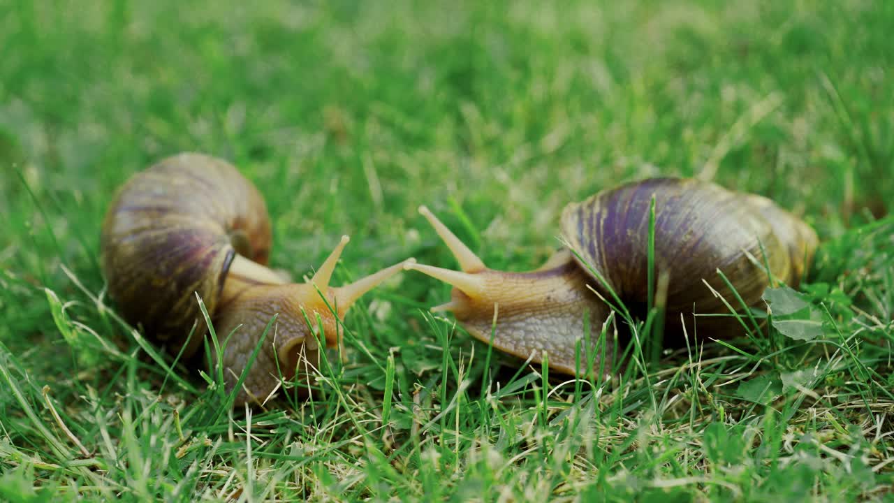 Big snails in the grass, molluscs. Giant African snails, Achatina fulica.