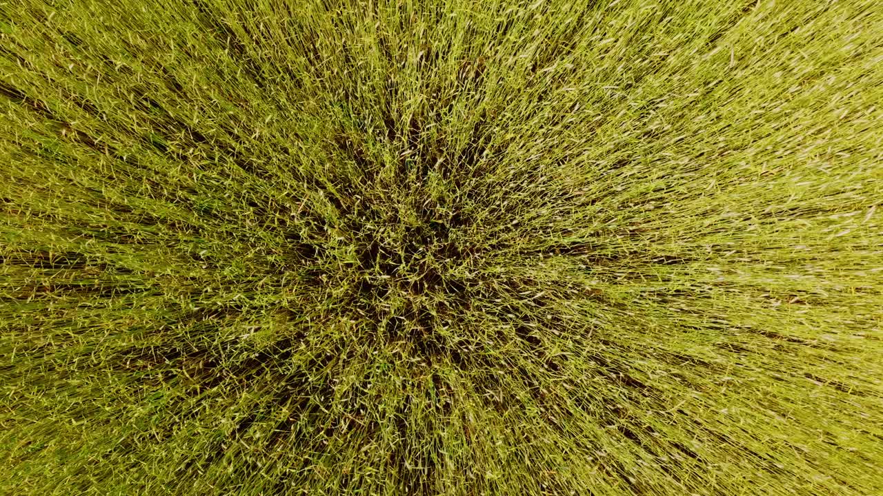 Ripresa statica con drone di un campo di avena ondeggiante che risplende dolcemente alla luce del sole serale
