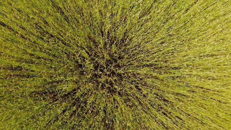 Ripresa statica con drone di un campo di avena ondeggiante che risplende dolcemente alla luce del sole serale