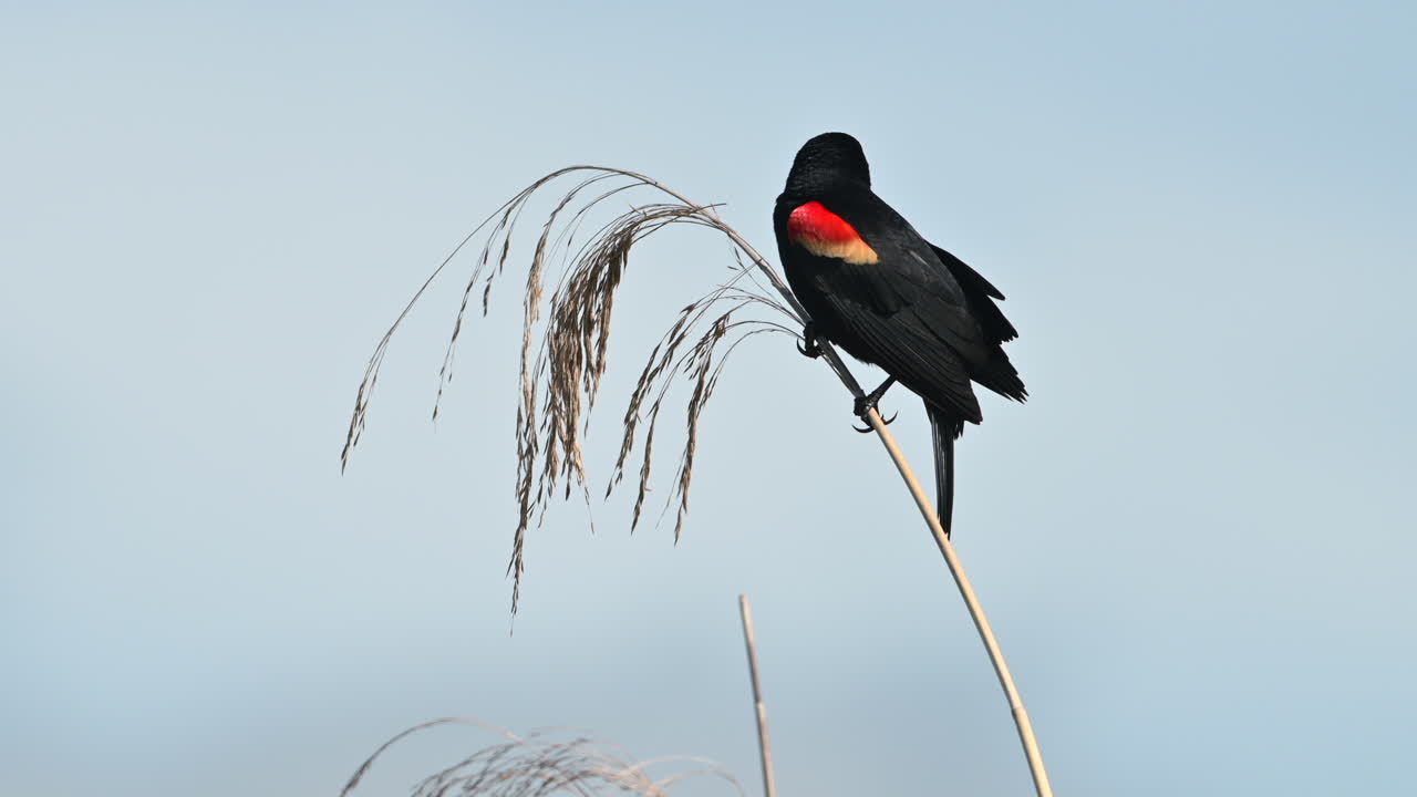 macho de mirlo de alas rojas posado en un tallo de junco, florida, ee.uu.