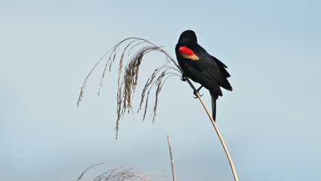 red-winged blackbird male perched on reed stem, florida, usa