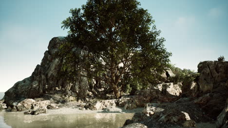 view of lonely tree at rocky cliff