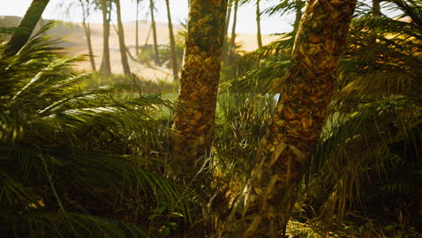 the palms oasis trail is one of many popular hikes in national park