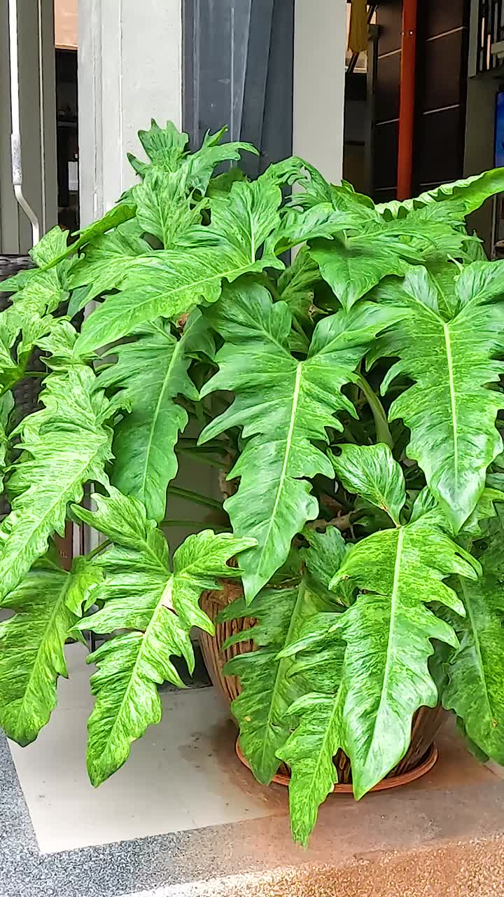 카페 입구 앞 에 있는 초록색 식물