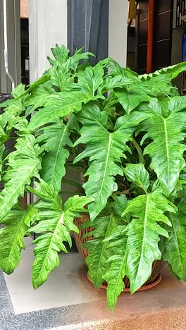 planta verde frente a la entrada de una cafetería
