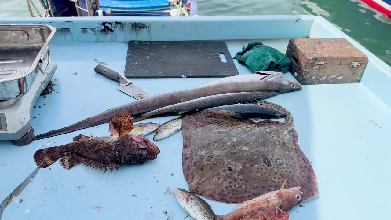 En närbildskamera panorerar över rå fisk, inklusive rocka och ål, på ett blått bord