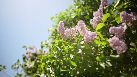 Pink-flower-bunches-on-a-green-bush-moving-in-the-wind-on-a-sunny-day-in-New-Zealand