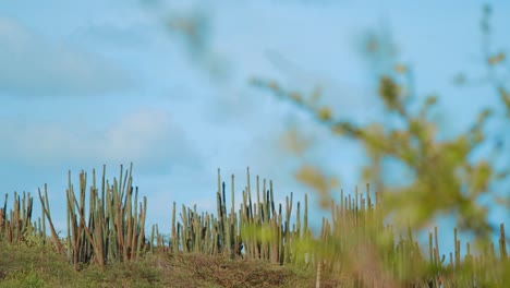 Candle-cactus-fence-in-Curacao,-Caribbean,-on-sunny-summer-day