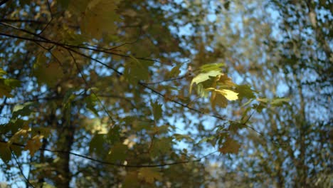 Ramita-De-Vista-Temblorosa-De-Mano-Con-Hojas-Moviéndose-En-El-Viento