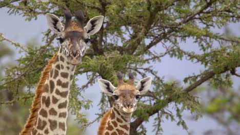 een paar giraffen die naar de camera kijken