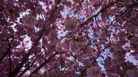 rotate and looking up shot on cherry flower tree, pov view