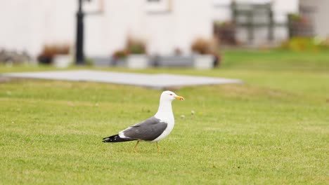 a seagull walking on grass in fife, scotland