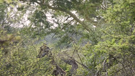 south african giraffes seen walking through savannah bushland searching for food