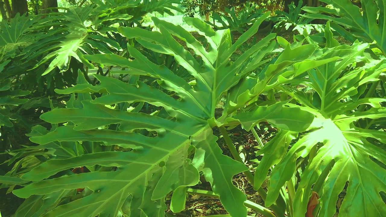 Immagine di pianta con nervature, primo piano di pianta verde africana, botanica di un celebre giardino storico.