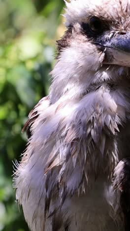 a kookaburra cleans and fluffs its feathers.