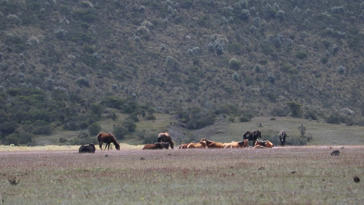 grupo de caballos descansando al otro lado de un campo en la mañana