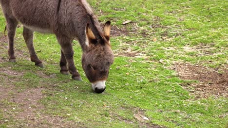 un burro comiendo hierba en un recinto del zoológico