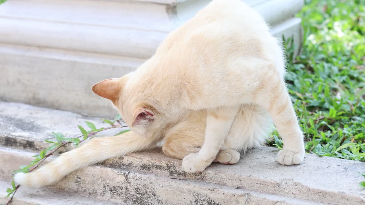 Cream-colored cat licking its fur on steps