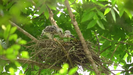 two crested goshawk chicks are in the nest, waiting for their parents to come with food