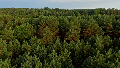 Moviéndose-Hacia-Atrás-Alejándose-De-La-Línea-De-árboles-De-Un-Bosque-Verde