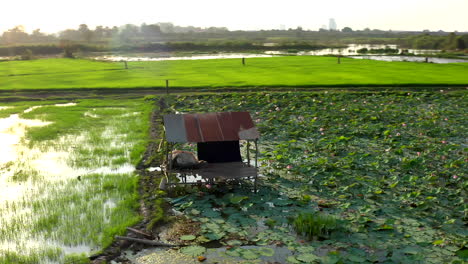 Imágenes-Aéreas-De-Drones-Girando-Alrededor-De-Una-Pequeña-Casa-De-Granjero-En-Medio-De-Un-Campo-De-Arroz-Y-Nenúfares-En-Camboya