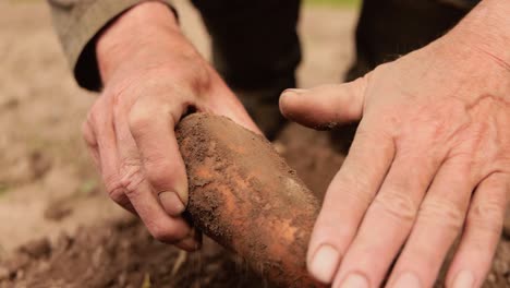 farmer inspects his crop of carrots hands stained with earth.