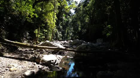 Reisen-Entlang-Eines-Abgelegenen-Baches-Im-Australischen-Regenwald,-Während-Das-Sonnenlicht-Durch-Die-Bäume-Flackert