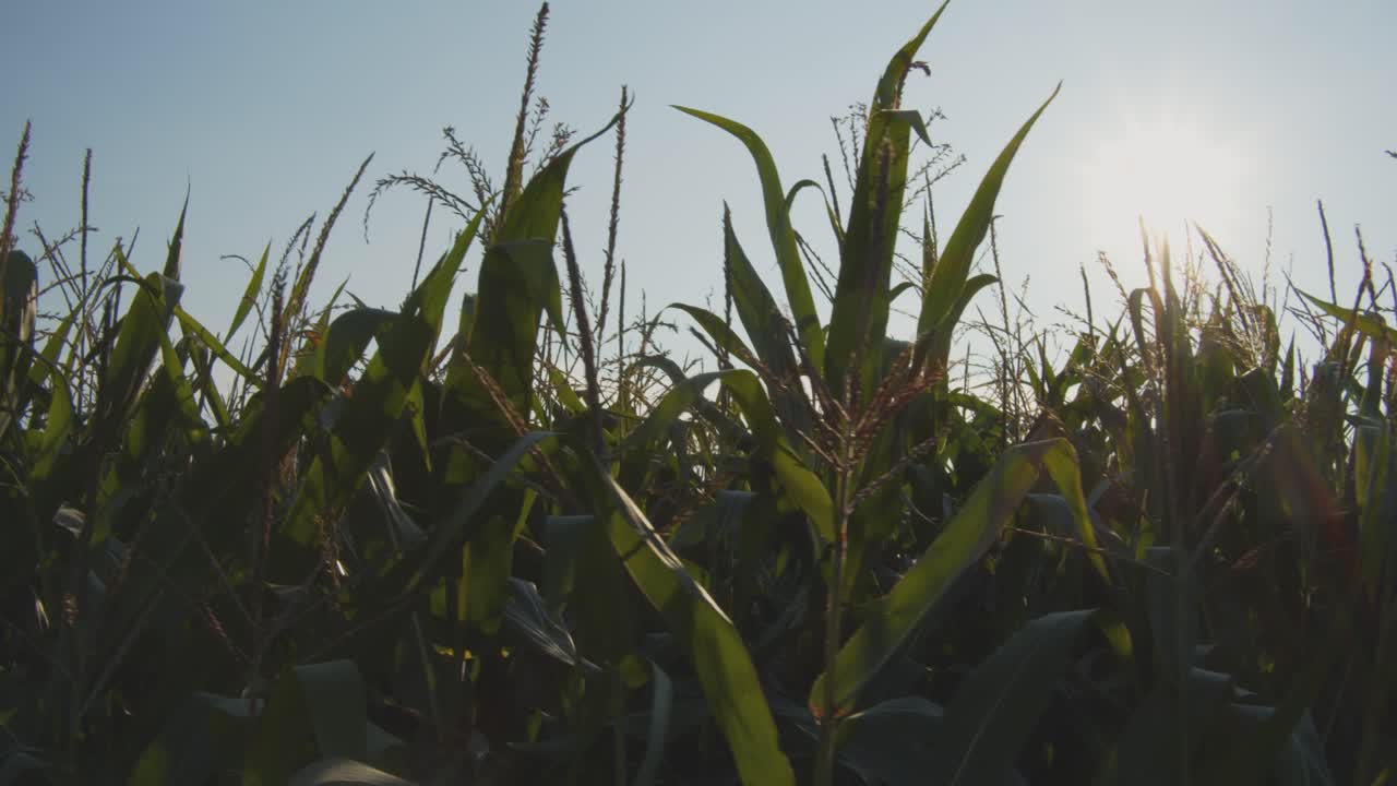 Panning shot of light rays falling through a cornfield on a sunny day
