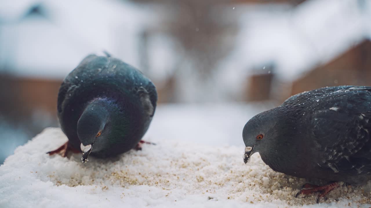 Pair of doves outside of window. Close up of two doves on the edge of the window