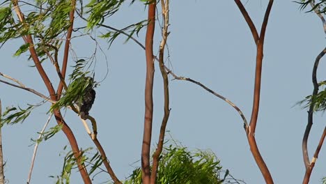 Peregrine-Falcon,-Falco-peregrinus,-digs-its-head-into-its-feathers-and-shakes-all-the-dirt-off-during-a-windy-afternoon-with-a-fantastic-bluesky-in-Pak-Pli,-Nakhon-Nayok,-Thailand