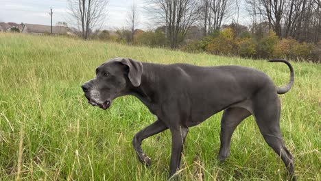 Majestätische-Deutsche-Dogge-Schlendert-Durch-Ein-Meer-Aus-Hohem-Gras