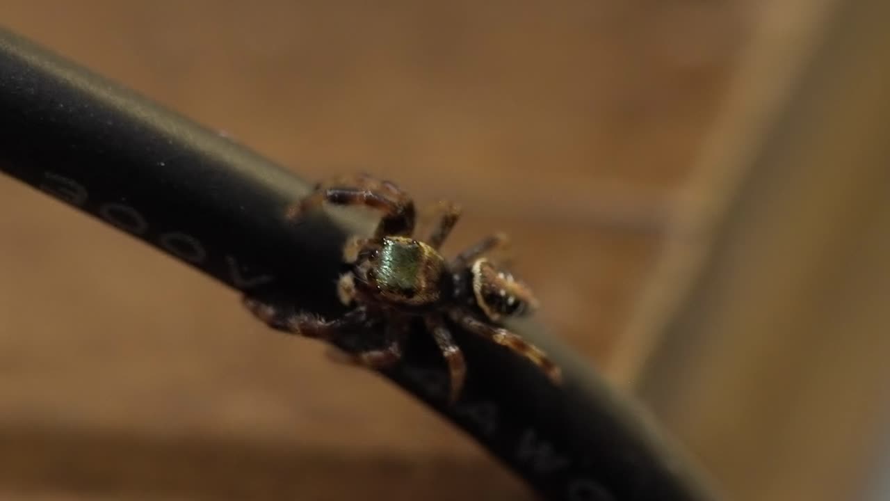 Jumping Spider Macro: Detailed View of a Small Arthropod