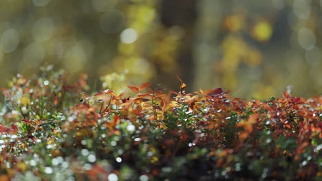 tiny shrubs of blueberries and cranberries covered with green and red leaves on the autumn tundra